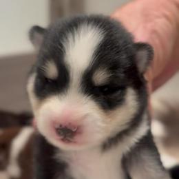 Libby - Black and white female Pomsky puppy in Spring Hill, Florida from PDQ Pomskies
