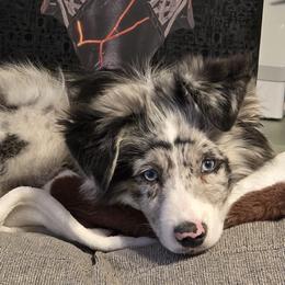 Tano - Miniature Australian Shepherd