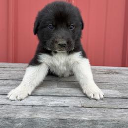 Boy 5 Tux - Black male Anatolian Pyrenees puppy in Clifton, Illinois from Mcginnis Guardian Dogs