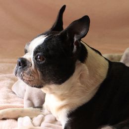 Hazel - Boston Terrier