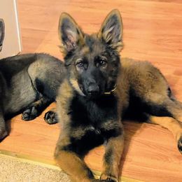 German Shepherds from Kolling Pharm German Shepherds