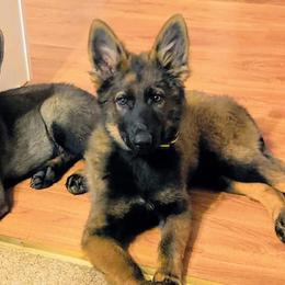 German Shepherds from Kolling Pharm German Shepherds