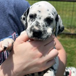 Heath - White and black male Dalmatian puppy in Austin, Texas from Dazzling Dalz
