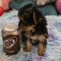 Yorkshire Terrier Puppies from Teacup Yorkies for Adoption Near Lebanon Ohio LLC
