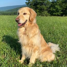 Golden Retriever All Grown Up from Continued Traditions Farmstead