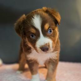 Mary - Red tri female Miniature Australian Shepherd puppy in Owensboro, Kentucky from JnT's Bluegrass Mini Aussies