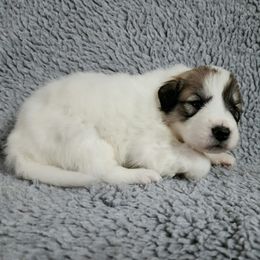 Molly - Pink collar - White and badger female Great Pyrenees puppy in Monmouth, Maine from Flewelling Great Pyrenees