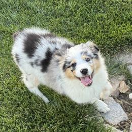 Jewlie's Blue Girl 3 - Blue merle female Australian Shepherd puppy in Mt. Pleasant, Utah from WildeOak Aussies