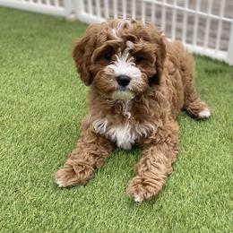 Cavapoo Puppies from Dune Pack Doodles and Poodles