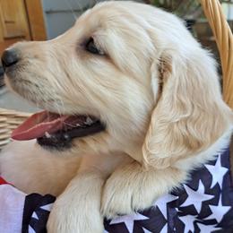 Baby Boy - Light golden male Golden Retriever puppy in Loomis, California from Davids Golden Retrievers