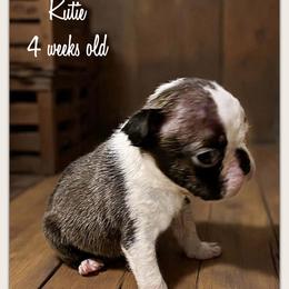 Girl 1 - Black brindle and white female Boston Terrier puppy in North Central, Vermont from Windy Valley’s Bostons