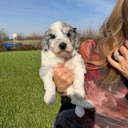 Journey - Merle male Bernedoodle puppy in Yuba City, California from Ranch House Doodles