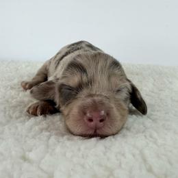 Diva - Dapple female Dachshund puppy in Sonora, California from HEFFERNAN HOUNDS