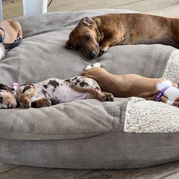 Dachshund Puppies from Witchy Woman’s Wiener’s
