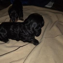 Dachshund Puppies from Joseph Dachshund's