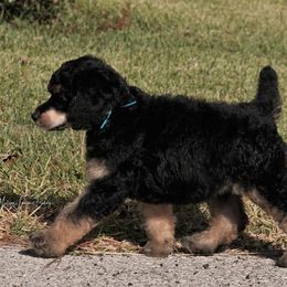 Poodle Puppies from Antigua Standard Poodles