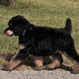 Poodle Puppies from Antigua Standard Poodles