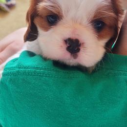 Boy 2 - Blenheim male Cavalier King Charles Spaniel puppy in Castorland, New York from Faithful Friends Cavaliers