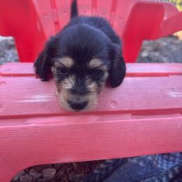 Reese - Black and cream female Dachshund puppy in Tahlequah, Oklahoma from Love Some Dogs Dachshunds & Cavalier King Charles Spaniels,Cavapoos