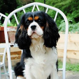 Darla - Cavalier King Charles Spaniel