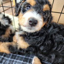 Assorted Doodle Crosses Puppies from Do Wah Diddy Doodles