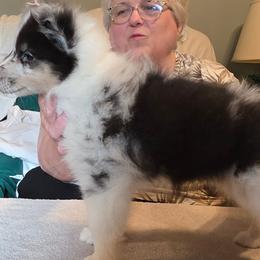 Pappy - Blue merle white and tan male Shetland Sheepdog puppy in Hansford, West Virginia from Belmar Shetland Sheepdogs