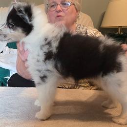 Pappy - Blue merle white and tan male Shetland Sheepdog puppy in Hansford, West Virginia from Belmar Shetland Sheepdogs