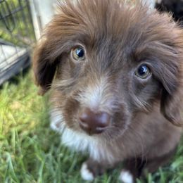 Aussiedoodle, Miniature Australian Shepherd, Poodle, and Toy Australian Shepherd Puppies from Mowry Creek Mini Aussiedoodles and More