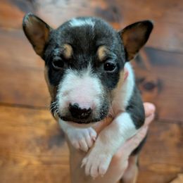 Cyndi Lauper - Black tan and white female Miniature Bull Terrier puppy in London, Kentucky from Barton's Miniature Bull Terrier