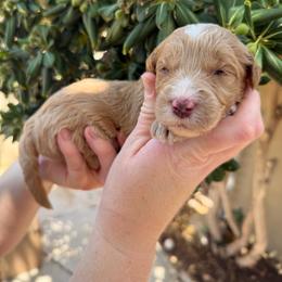 Queen Charlotte - Parti female Goldendoodle puppy in Barstow, California from Golden Desert Doodles