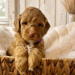 Glory - Purple Collar - Apricot female Goldendoodle puppy in Huntsville, Alabama from Falcon Ridge Doodles