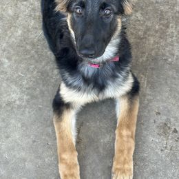 German Shepherd Puppies from Devon Rugerio's German Shepherds