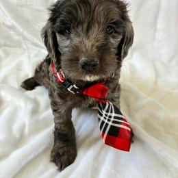Hiram - Merle male Cockapoo puppy in Adrian, Oregon from ApplebyFarm
