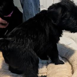 Giant Schnauzers from Princess Vivi Giant Schnauzer