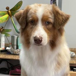 Australian Shepherds from Teyrnon Aussies