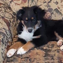 Australian Shepherds from Oxford Aussies