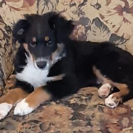 Australian Shepherds from Oxford Aussies