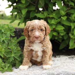 Blue - Caramel male Australian Labradoodle puppy in Williamstown, New York from Lewis Manor Labradoodles
