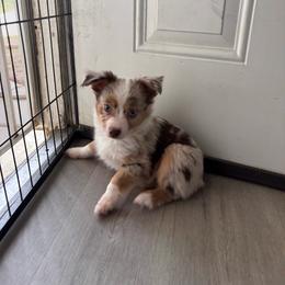 Girl 2 - Red merle female Miniature Australian Shepherd puppy in Hesperia, California from Ruby’s Reds Mini Aussies