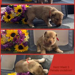 Nami - Red and white female Siberian Husky puppy in Canton, Ohio from Bleu Skies Siberian Huskies