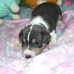 Tri blue female, 2 - Blue cream and white female Basenji puppy in Eugene, Oregon from Basenji Puppies