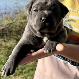 Stevie - Gray female Cane Corso puppy in Briggs, Texas from Capital City Corso’s