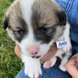Pembroke Welsh Corgi Puppies from Red Wagon Farm