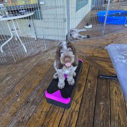 Gordon Setter and Spinone Italiano Puppies from Spinsetters