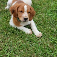Boy 1 - Orange and white French Brittany puppy in New Florence, Pennsylvania from Laurel Furnace Bretons