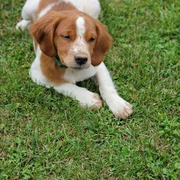 Boy 1 - Orange and white French Brittany puppy in New Florence, Pennsylvania from Laurel Furnace Bretons
