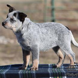 Charlie Boy 4 - Blue speckled male Australian Cattle Dog puppy in Point, Texas from Lakylu Kennels