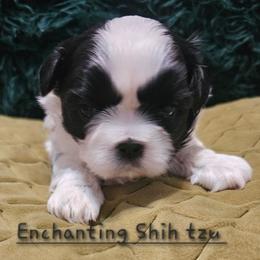 Akc Teddy - Black and white male Shih Tzu puppy in Dexter, Kentucky from Enchanting Shih tzu