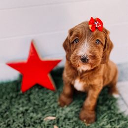 Nozomi - Red  female Goldendoodle puppy in Lakeland, Florida from Nozomi Farms