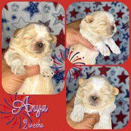 Anya - Cream and white female Shih Tzu puppy in Yelm, Washington from Lala's All Star Shih Tzu